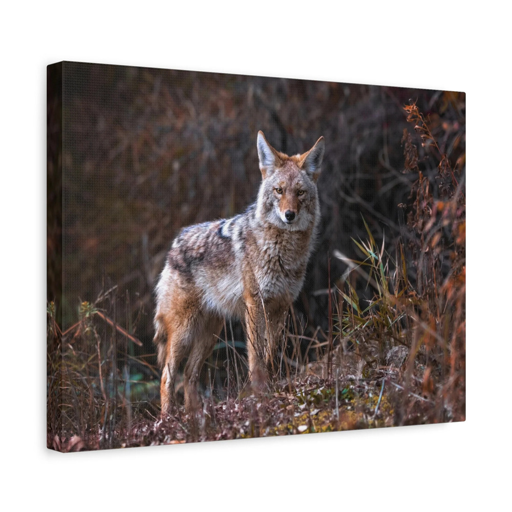 Majestic Coyote Art Majestic Coyote Print Animal Wall Art Wildlife Canvas